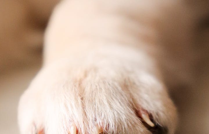 Close view of a dog’s paw resting on a surface